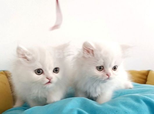 British Shorthair Erkek görsel