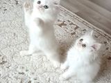 British Shorthair Erkek