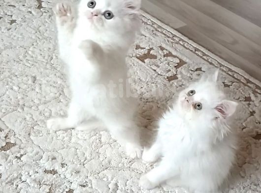 British Shorthair Erkek