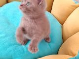 British Shorthair Erkek
