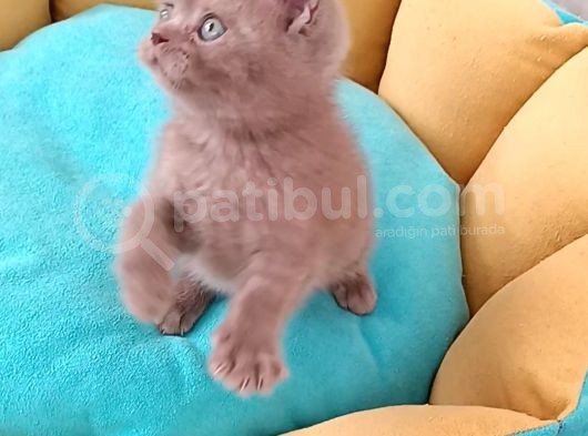 British Shorthair Erkek görsel