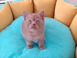British Shorthair Erkek