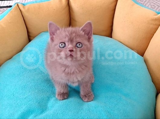 British Shorthair Erkek görsel