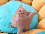 British Shorthair Erkek