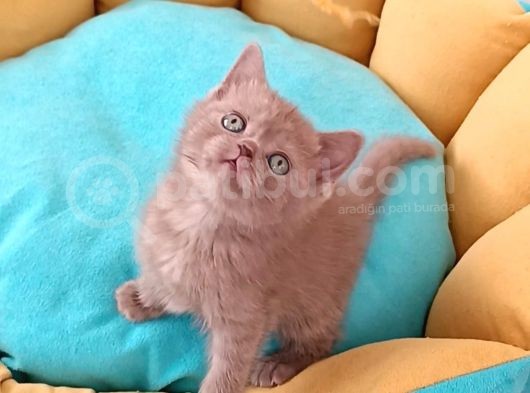 British Shorthair Erkek görsel