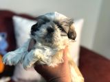 Petmode Köpek Çiftliğinden Mini Shih_Tzu Yavrular