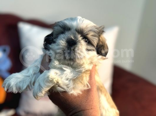 Petmode Köpek Çiftliğinden Mini Shih_Tzu Yavrular görsel