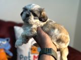 Petmode Köpek Çiftliğinden Mini Shih_Tzu Yavrular