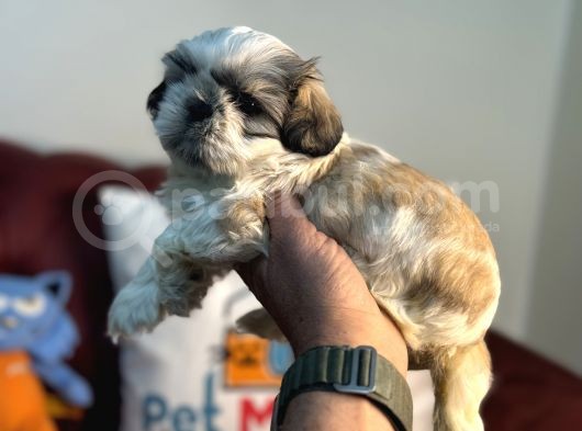 Petmode Köpek Çiftliğinden Mini Shih_Tzu Yavrular görsel