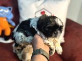 Petmode Köpek Çiftliğinden Mini Shih_Tzu Yavrular
