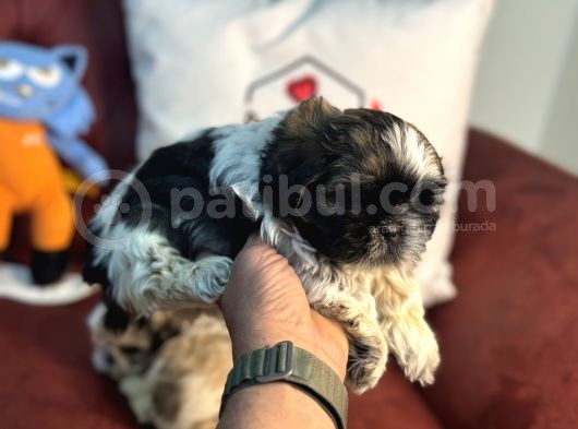 Petmode Köpek Çiftliğinden Mini Shih_Tzu Yavrular görsel