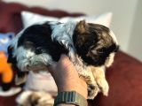 Petmode Köpek Çiftliğinden Mini Shih_Tzu Yavrular