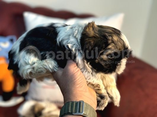 Petmode Köpek Çiftliğinden Mini Shih_Tzu Yavrular görsel