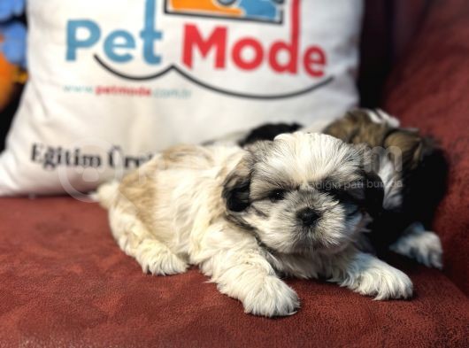 Petmode Köpek Çiftliğinden Mini Shih_Tzu Yavrular görsel