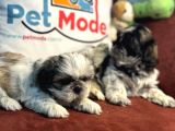 Petmode Köpek Çiftliğinden Mini Shih_Tzu Yavrular