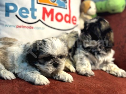 Petmode Köpek Çiftliğinden Mini Shih_Tzu Yavrular görsel