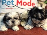 Petmode Köpek Çiftliğinden Mini Shih_Tzu Yavrular