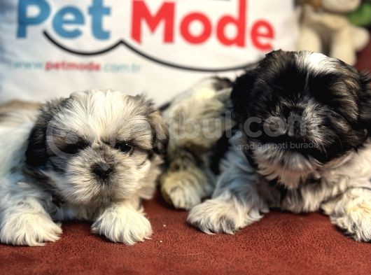 Petmode Köpek Çiftliğinden Mini Shih_Tzu Yavrular görsel