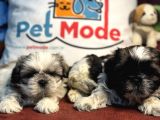 Petmode Köpek Çiftliğinden Mini Shih_Tzu Yavrular