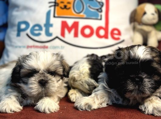Petmode Köpek Çiftliğinden Mini Shih_Tzu Yavrular görsel