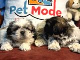 Petmode Köpek Çiftliğinden Mini Shih_Tzu Yavrular