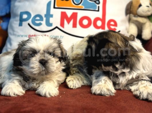 Petmode Köpek Çiftliğinden Mini Shih_Tzu Yavrular görsel