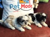 Petmode köpek çiftliğinden mini Shih_Tzu yavrular