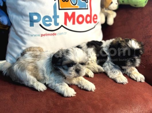 Petmode Köpek Çiftliğinden Mini Shih_Tzu Yavrular