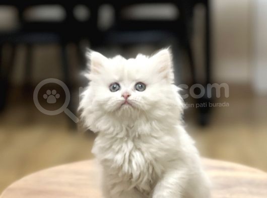 Show Güzelli̇ğe Sahi̇p Beyaz Bri̇ti̇sh Longhai̇r görsel