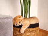 NY12 Scottish Fold Dişi