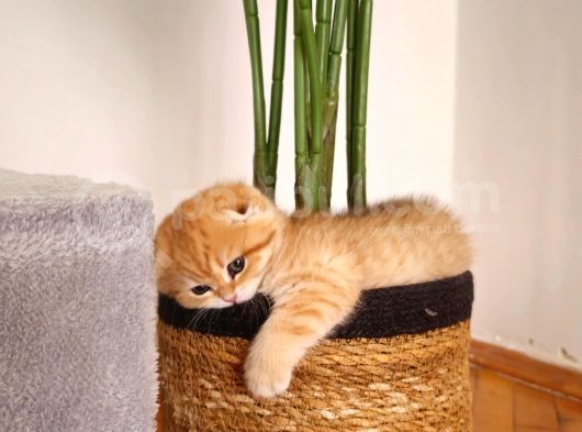 Ny12 Scottish Fold Dişi