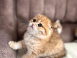 Ny12 Scottish Fold Dişi