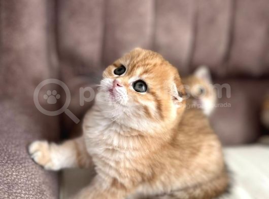 Ny12 Scottish Fold Dişi görsel