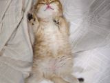 Ny12 Scottish Fold Dişi