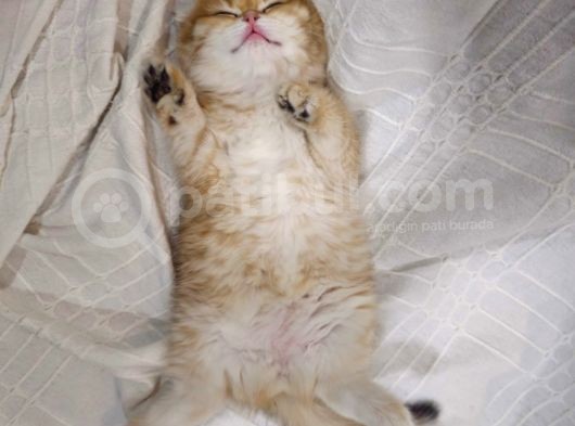 Ny12 Scottish Fold Dişi görsel