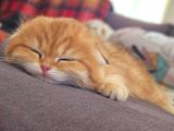 Ny12 Scottish Fold Dişi