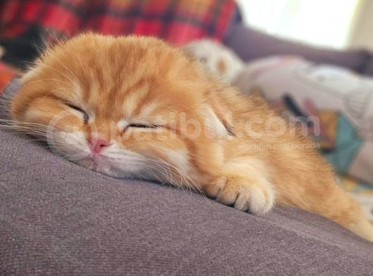 Ny12 Scottish Fold Dişi görsel