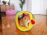 Ny12 Scottish Fold Dişi