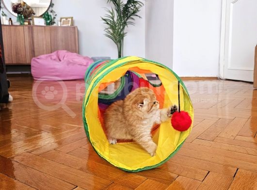 Ny12 Scottish Fold Dişi görsel
