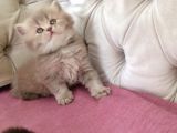 Pamuk gibi Muhteşem British Longhair