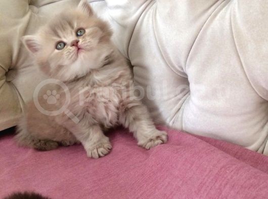 Pamuk Gibi Muhteşem British Longhair