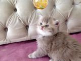 Pamuk Gibi Muhteşem British Longhair