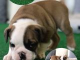 Petmode Köpek Çiftliğinden Englis Bulldog Erkek
