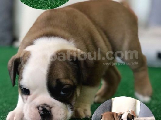 Petmode Köpek Çiftliğinden Englis Bulldog Erkek görsel