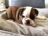 Petmode Köpek Çiftliğinden Englis Bulldog Erkek
