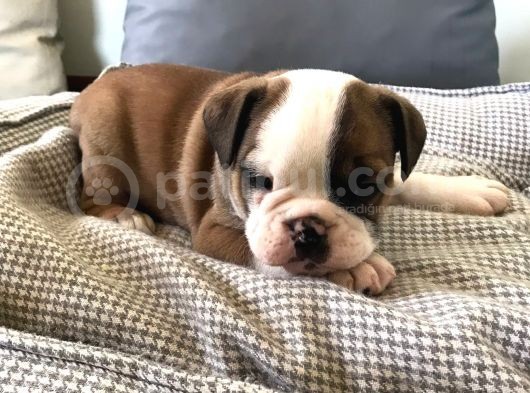 Petmode Köpek Çiftliğinden Englis Bulldog Erkek görsel
