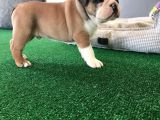 Petmode Köpek Çiftliğinden Englis Bulldog Erkek