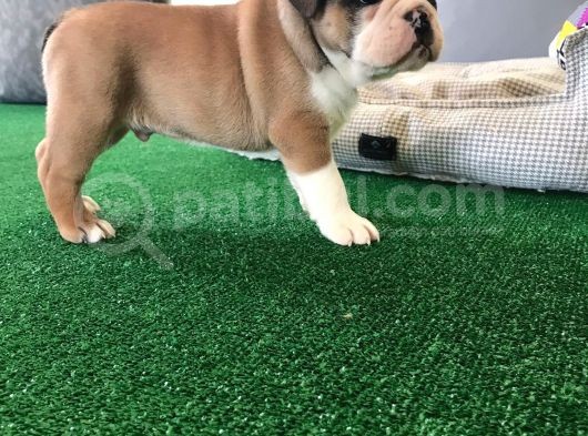 Petmode Köpek Çiftliğinden Englis Bulldog Erkek görsel
