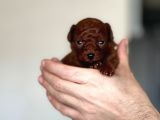 kore kanı dark brown toy poodle