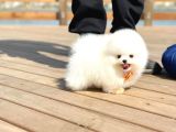 Ayı Surat Pomeranian Boo Yavrularımız